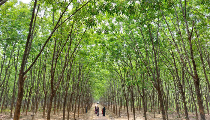 পর্যটকদের আকর্ষণ রামুর ঐতিহ্যবাহি রাবার বাগান