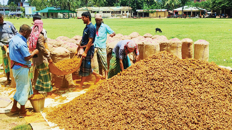 হলুদ চাষে কৃষকের ভাগ্যবদল