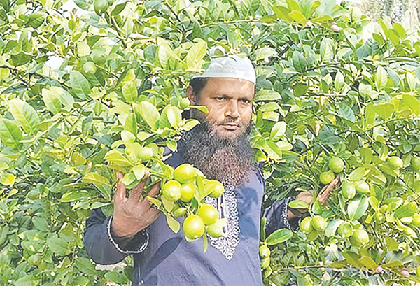 লেবুর চারা বিক্রি করে বাজিমাত