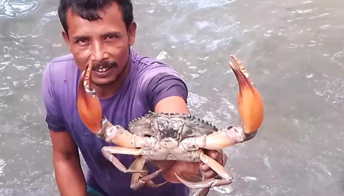 কাঁকড়া মোটাতাজা করনে লাভবান মাঠ পর্যায়ে ব্যবসায়ী