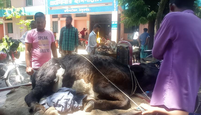 ঠাকুরগাঁওয়ে গরু’র ‘লাম্পি স্কিন’ রোগের ছড়াছড়ি দিশেহারা কৃষক