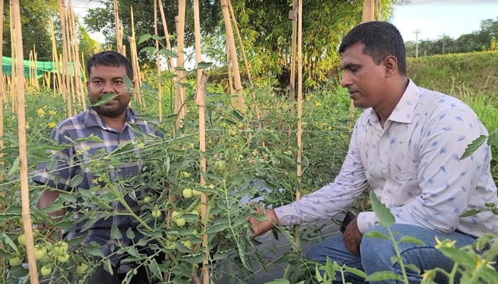 অফসিজনের টমেটো চাষে ঝুঁকছেন ফটিকছড়ির কৃষকরা