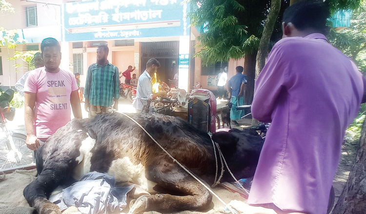 ঠাকুরগাঁওয়ে গরুর লাম্পি স্কিন রোগের ছড়াছড়ি