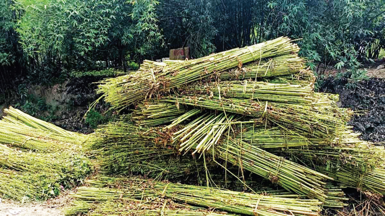 বৃষ্টির অভাবে পাট জাঁগ নিয়ে চাষিদের চিন্তা