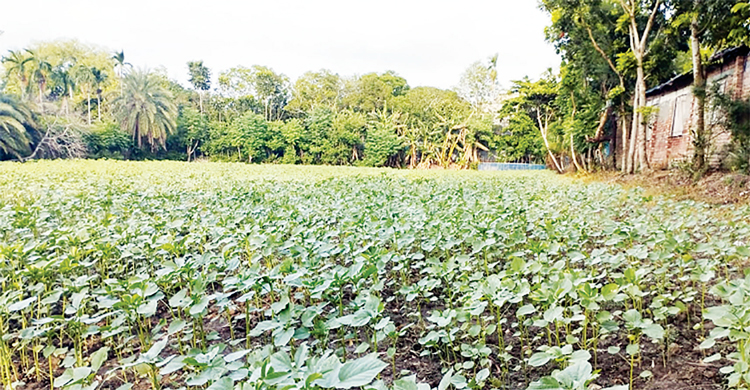 খুলনায় লবণাক্ত মাটিতে কেনাফ চাষে সফলতার আশা