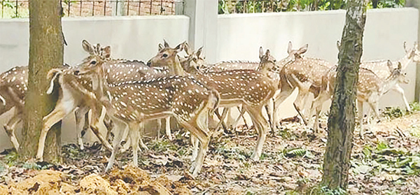 গাজীপুরে বঙ্গবন্ধু সাফারি পার্কের নতুন অতিথি ১৯টি চিত্রা হরিণ