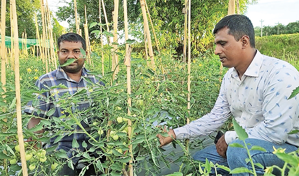 অফ সিজনের টমেটো চাষে ঝুঁকছেন ফটিকছড়ির কৃষকরা