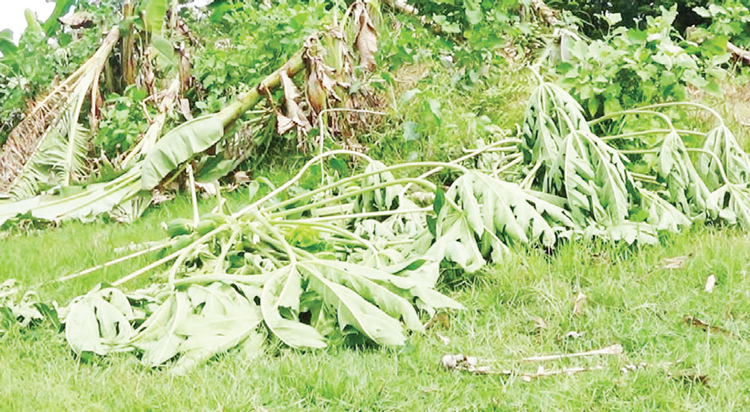 ১৭০০ ফল গাছ কেটে দিল দুর্বৃত্তরা