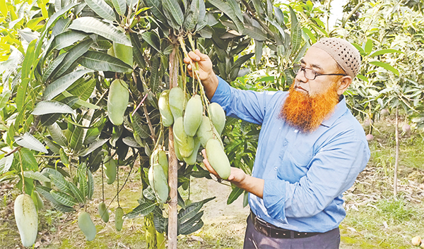 আমবাগান করে সফল আমিনুল