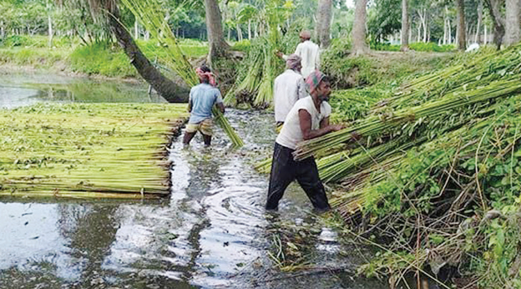 পাট নিয়ে বিপাকে কৃষক