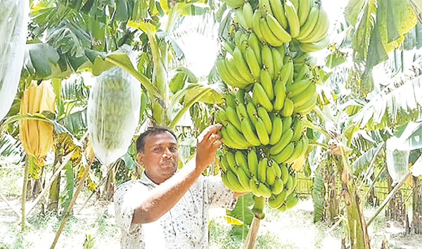 মাগুরায় উচ্চফলনশীল জাতের কলা চাষ