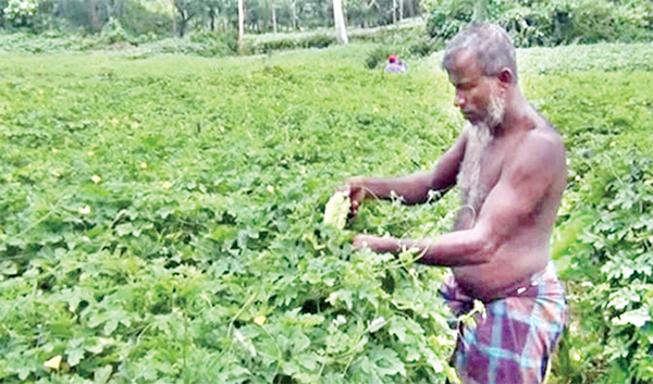 কুমিল্লার সবজি চাষে কৃষকের ভাগ্য বদল