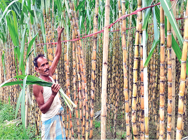 রসালো আখে ফরিদ মিয়ার মিষ্টি হাসি