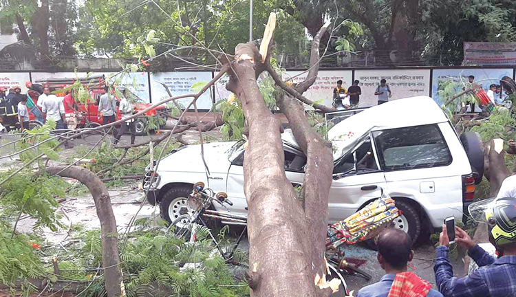 চলন্ত গাড়ির ওপর গাছ পড়ে আহত চার