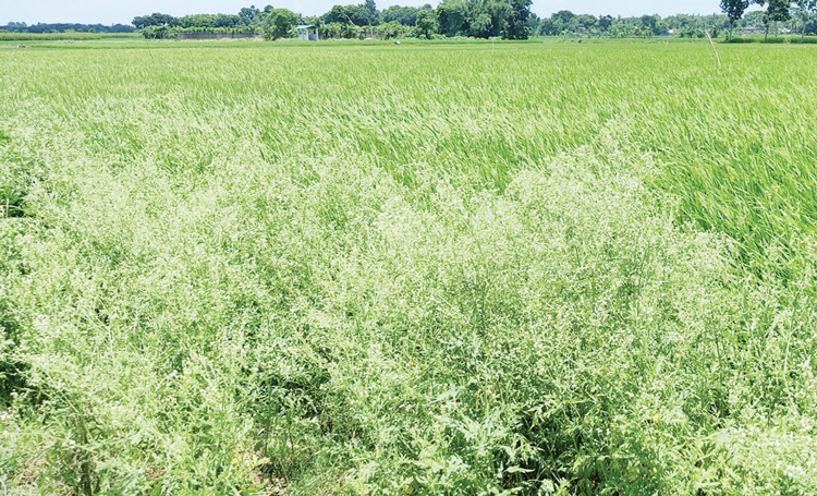 সবুজের সমারোহে প্রাণঘাতী পার্থেনিয়াম