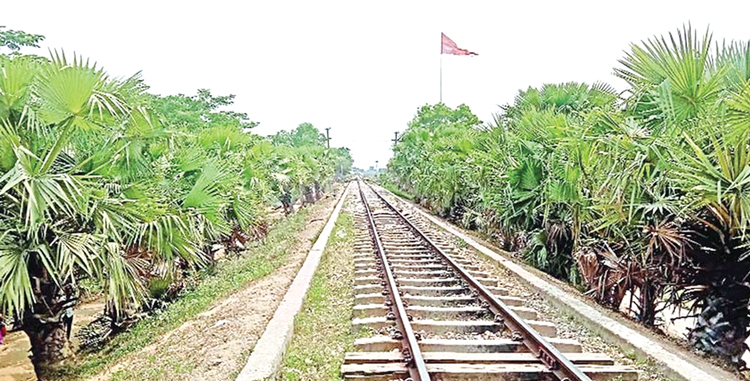 তিন কিলোমিটার এলাকাজুড়ে শুধু তালগাছের সারি