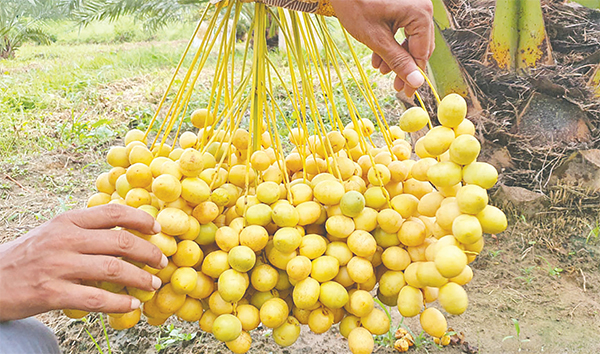 পাহাড়ে মরুভূমির খেজুর চাষ