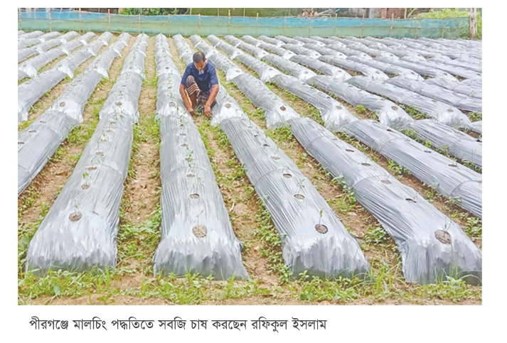 পীরগঞ্জে মালচিং পদ্ধতিতে সবজি চাষ