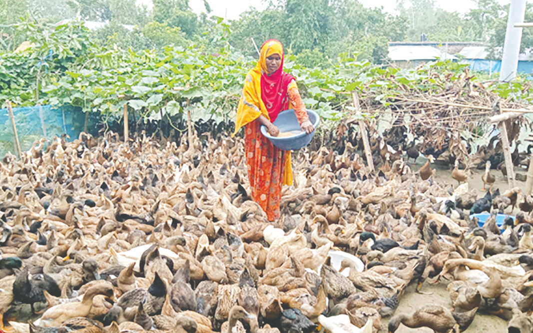 হাঁসের ডিম-বাচ্চা বিক্রি করে মাসিক আয় ৪০ হাজার