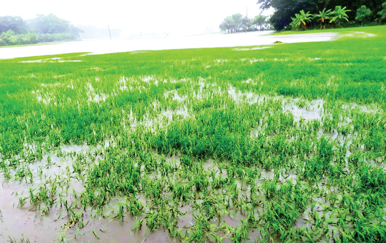 দুমকিতে টানা বর্ষণে পানির নিচে বীজতলা