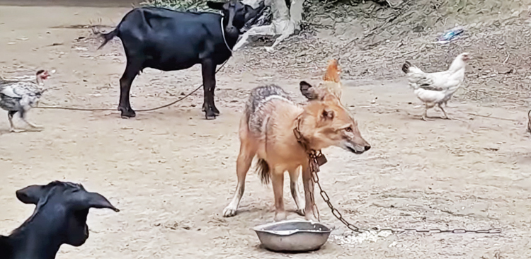 হাঁস-মুরগি-ছাগলের পাহারায় শেয়াল!