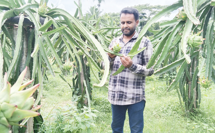 নান্দাইলে ড্রাগনের বাম্পার ফলন