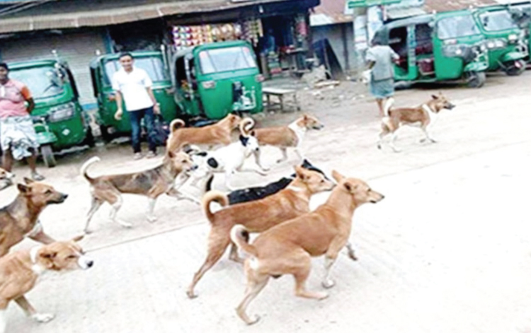 ঈশ্বরদীতে বেওয়ারিশ কুকুরের আতঙ্ক