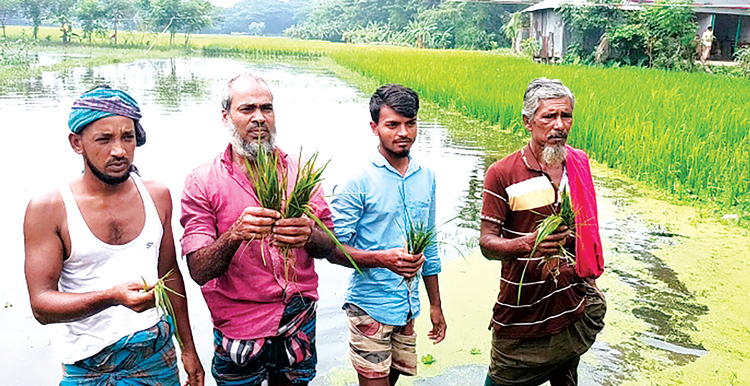 ভোলায় টানা বৃষ্টিতে আমনের বীজতলা তলিয়ে গেছে