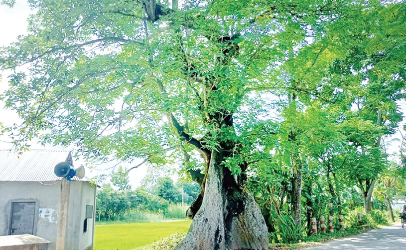 পীরের কথায় জায়গা থেকে সরে গেল গাছ!