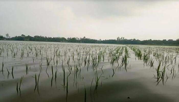 পানি নিষ্কাশন রাস্তা বন্ধ: ২৫ একর আমন ধান পানিতে দুশ্চিন্তায় কৃষকেরা