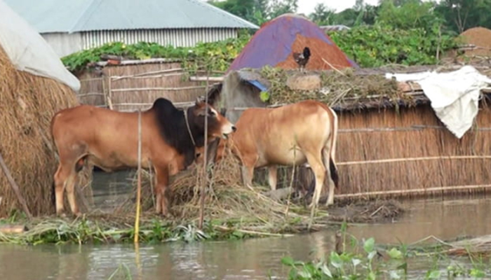 সিরাজগঞ্জে বন্যায় গো-চারণ ভূমি ডুবে যাওয়ায় বিপাকে খামারিরা