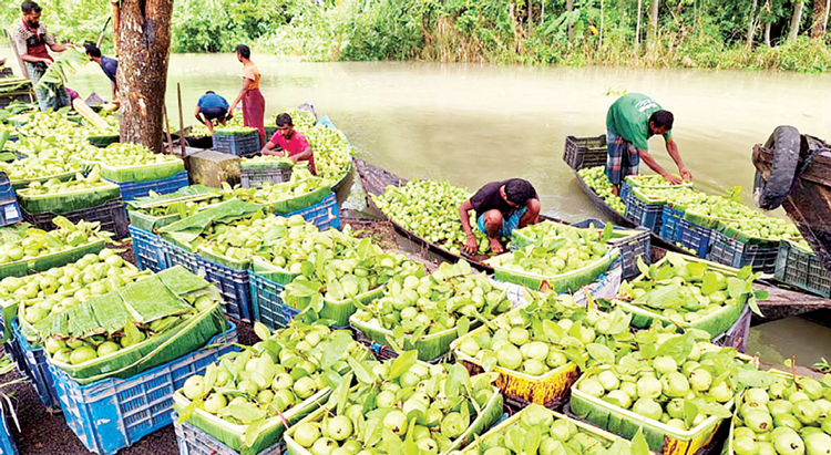 ২৫ কোটি টাকার পেয়ারা বাণিজ্য