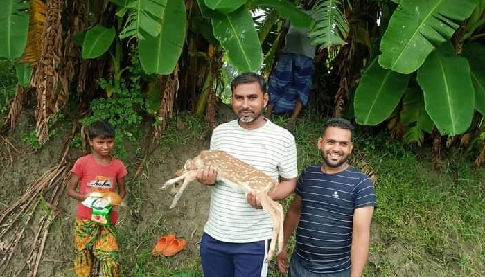 সুবর্ণচরের বিএডিসিতে হরিণ শাবক প্রসব