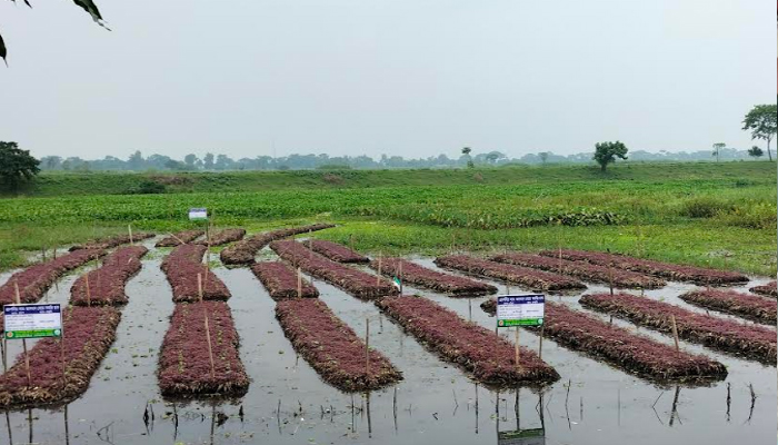 গোপালগঞ্জে জলাবদ্ধ অনাবাদী জমিতে ভাসমান কৃষির আবাদ বাড়ছে