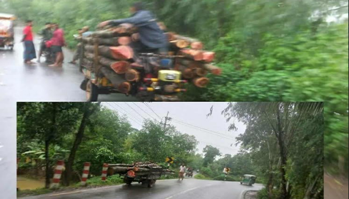 পেকুয়ায় দুই ট্রলি বনের গাছ জব্দ, ছেড়ে দিতে বনবিভাগের তোড়জোড়  