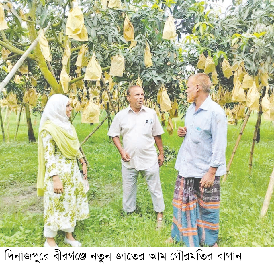 রপ্তানির অপেক্ষায় নতুন জাতের গৌরমতি আম