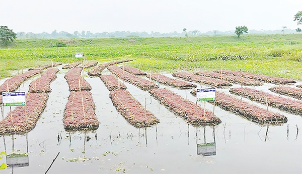 গোপালগঞ্জে ভাসমান কৃষির আবাদ বাড়ছে