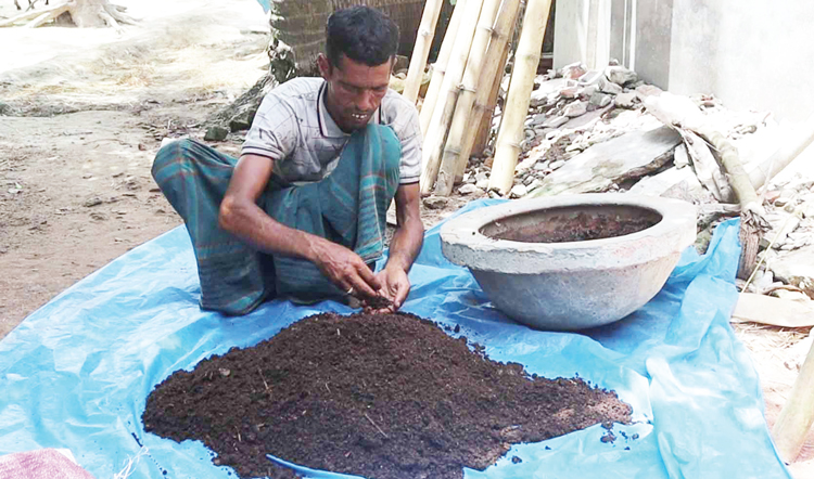 নওগাঁয় জমির উর্বরতা বাড়াতে কেঁচো সার ব্যবহার