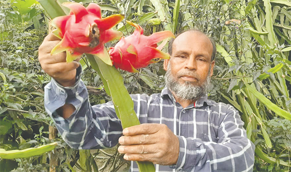 ড্রাগন চাষে আজিজুলের বছরে আয় লাখ টাকা