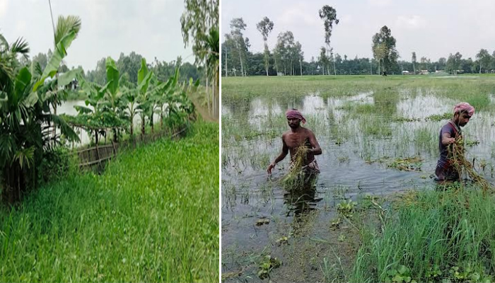 ভূরুঙ্গামারীতে দুইশত বিঘা আবাদী জমি পানির নিচে মাছ চাষের নাম বাঁধ নির্মাণ