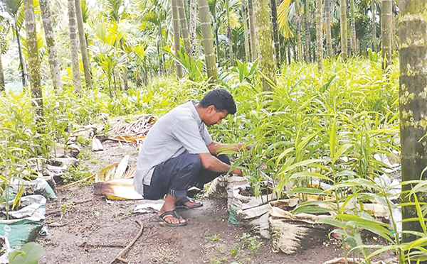 বস্তায় আদা চাষ করে লাভের আশা