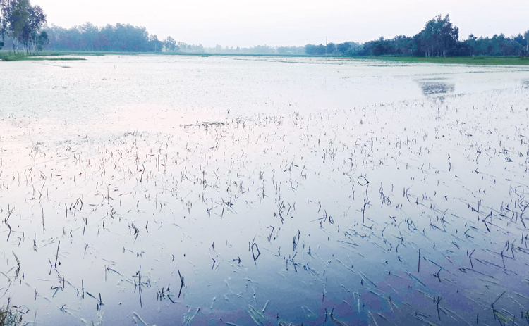 হুমকিতে ডিমলার কয়েকশ’ বিঘা আমন ধান