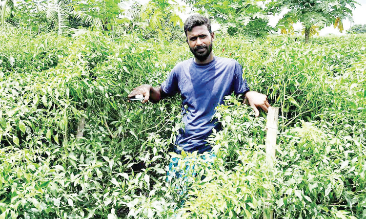 দামুড়হুদায় মালচিং পদ্ধতিতে মরিচ চাষে স্বাবলম্বী সামাদ