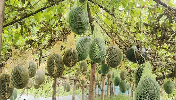 সাতক্ষীরায় গ্রীষ্মকালীন তরমুজ চাষে বাণিজ্যিকভাবে আগ্রহী হচ্ছেন কৃষকরা