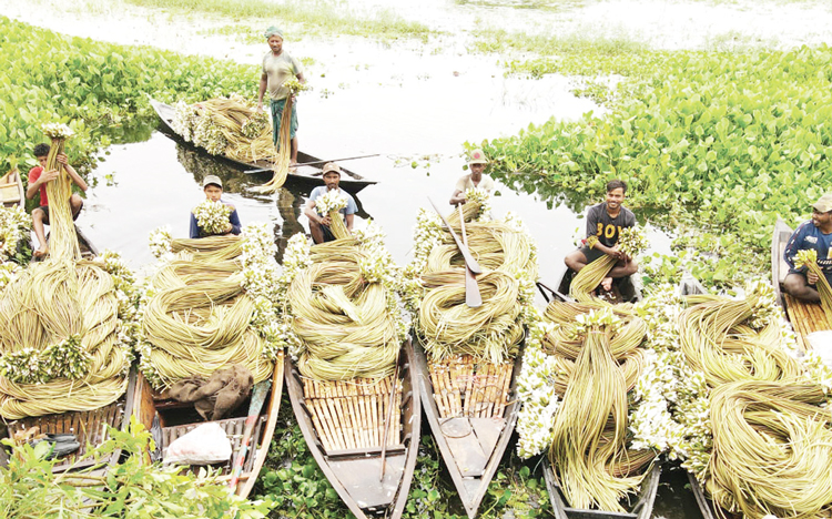 শাপলা বিক্রি করে চলে কর্মহীন কৃষকের সংসার