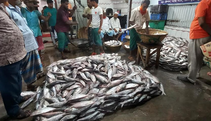 ইলিশে মাছের আড়ৎ সরগরম, আমদানীর তুলনায় কমেনি দাম