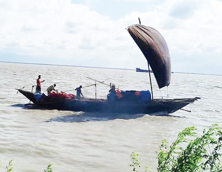 মৌসুমেও পদ্মায় মিলছে না কাঙ্ক্ষিত ইলিশ