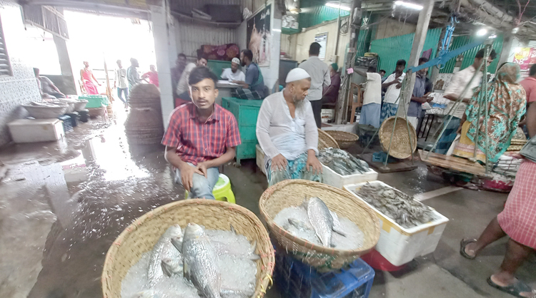 ইলিশের বাড়ি চাঁদপুরে ইলিশ নেই আমদানির তুলনায় দাম কমেনি