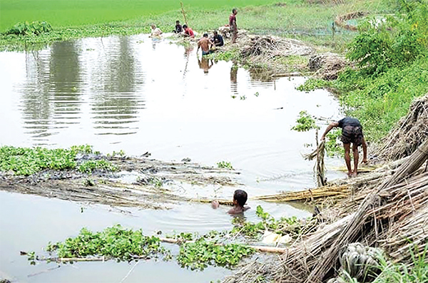 বগুড়ায় পাট জাগ দিতে ব্যস্ত কৃষক