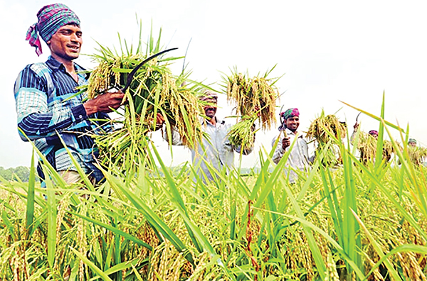 কুমিল্লায় ব্রি ধান ৯৮-এর বাম্পার ফলন